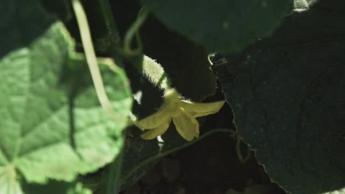 黄瓜生长在开花的灌木丛上。露地种植的新鲜黄瓜。黄瓜种植。在温室里种植黄瓜。花园业务。盛开的黄瓜。生态