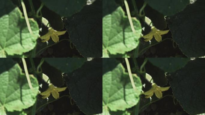 黄瓜生长在开花的灌木丛上。露地种植的新鲜黄瓜。黄瓜种植。在温室里种植黄瓜。花园业务。盛开的黄瓜。生态