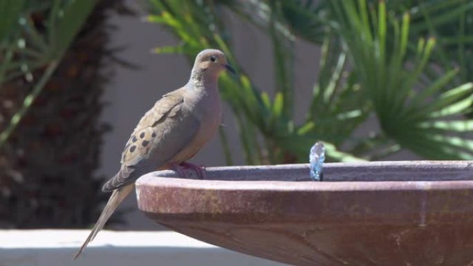 带喷泉和哀悼鸽子的后院水浴的通用4k视频