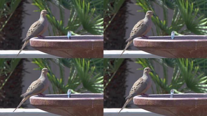 带喷泉和哀悼鸽子的后院水浴的通用4k视频