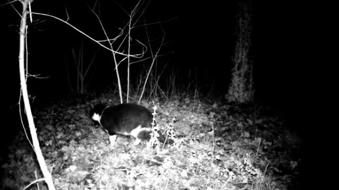 猫在夜间通过嗅觉在福雷斯特寻找食物