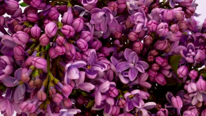 丁香花束背景。美丽的开场紫罗兰丁香花复活节设计特写。美丽芬芳的小花打开特写。大自然盛开的花朵背景。延
