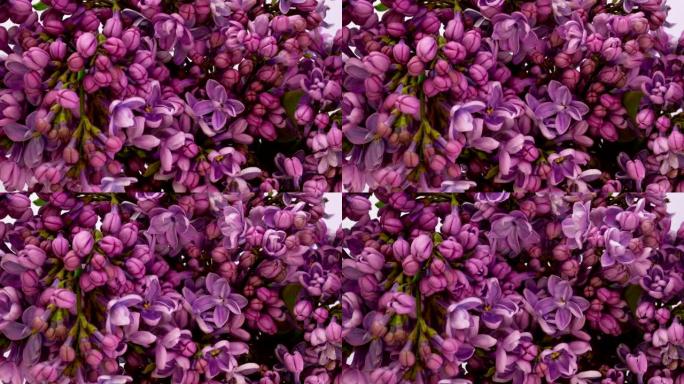 丁香花束背景。美丽的开场紫罗兰丁香花复活节设计特写。美丽芬芳的小花打开特写。大自然盛开的花朵背景。延
