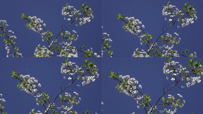 盛开的鸟樱桃树束，白花绿叶在阳光明媚的春天里，在蓝天下，昆虫在花朵周围飞翔，多莉变焦
