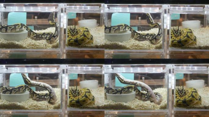 圈养繁殖的蛇出售。在泰国曼谷的Chatuchak市场的摊位上摆放着带有各种变形的圈养繁殖的球形蟒蛇的
