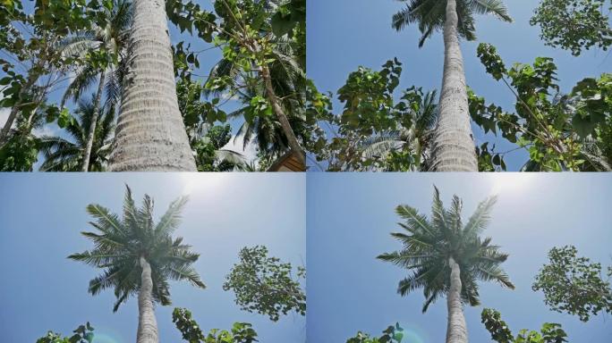 棕榈景观热带自然假期