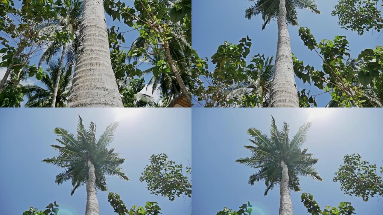 棕榈景观热带自然假期