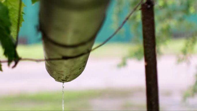 在夏季温暖的雨水中，雨水沿着排水管流下。