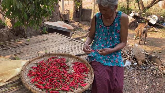 亚洲老年妇女与红辣椒一起工作