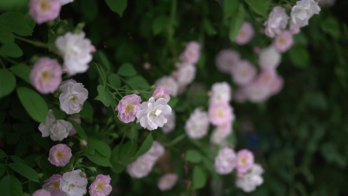 蔷薇花 春 绿植 初夏 盛开