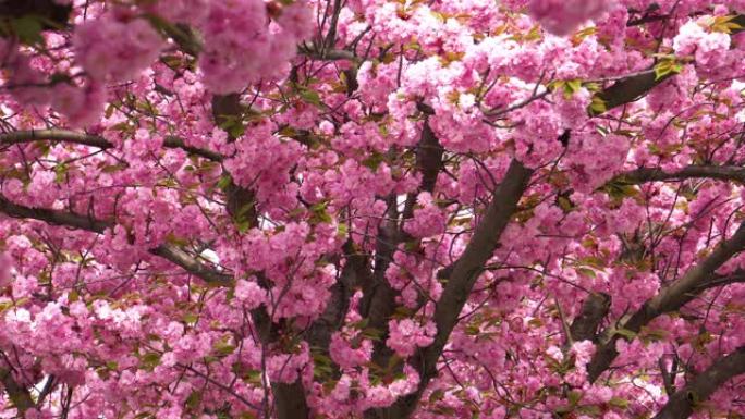 樱花粉色枝繁叶茂春暖花开自然美