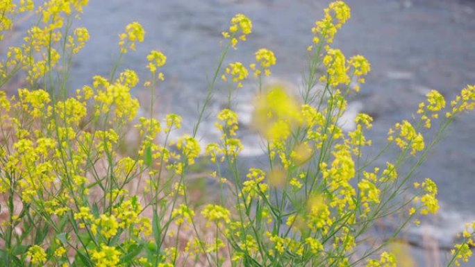 美丽的油菜花盛开在河上