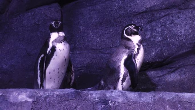美丽的皇家企鹅在岩石上更有地位。