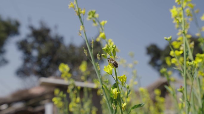 蜜蜂采蜜油菜花开