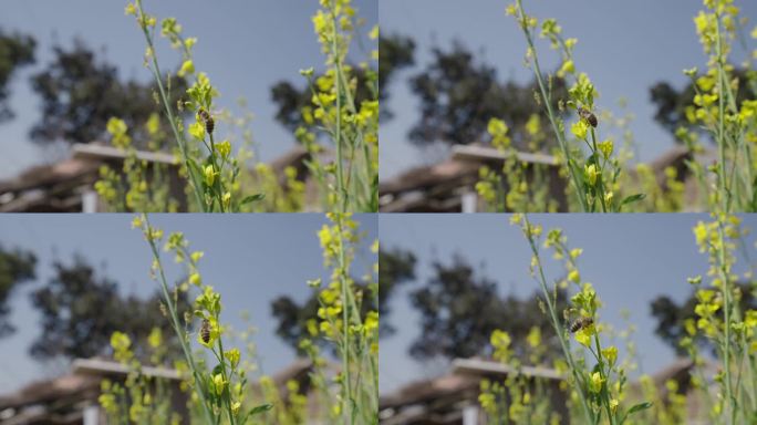 蜜蜂采蜜油菜花开