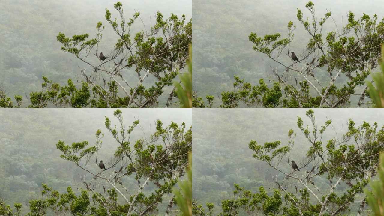 哥斯达黎加云雾森林景观，黑鸟栖息在树上