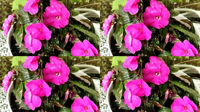 雨滴落在粉红色凤仙花花瓣上慢动作