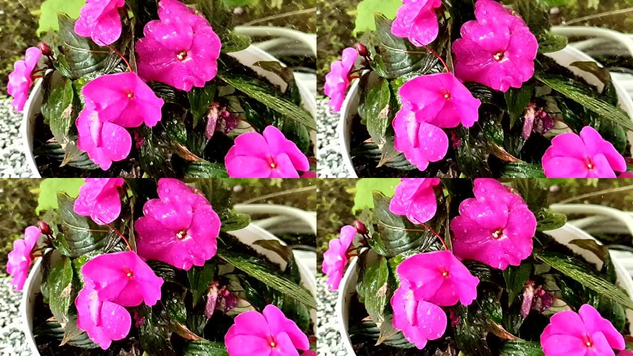 雨滴落在粉红色凤仙花花瓣上慢动作