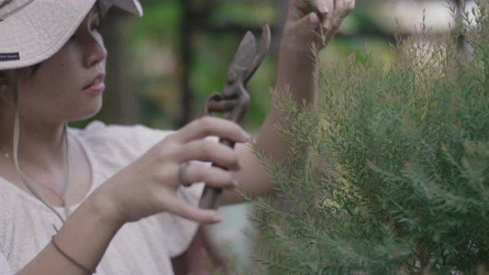 快乐而积极的亚洲女人修剪一棵树。