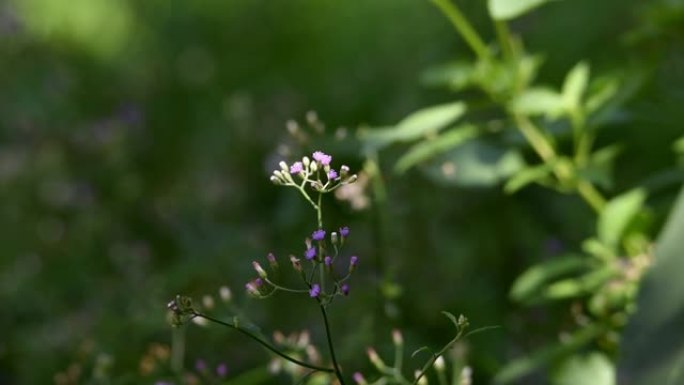 紫色和白色的花朵，带有棕黄色的bokeh背景