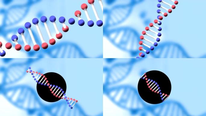 在蓝色背景上旋转的DNA菌株的动画