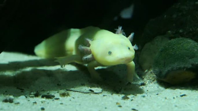 墨西哥河底ambystoma axolotl墨西哥蝾螈