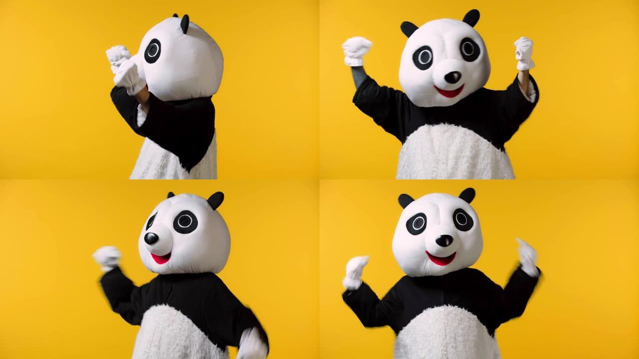 穿着熊猫熊服装庆祝孤立在黄色的兴奋人