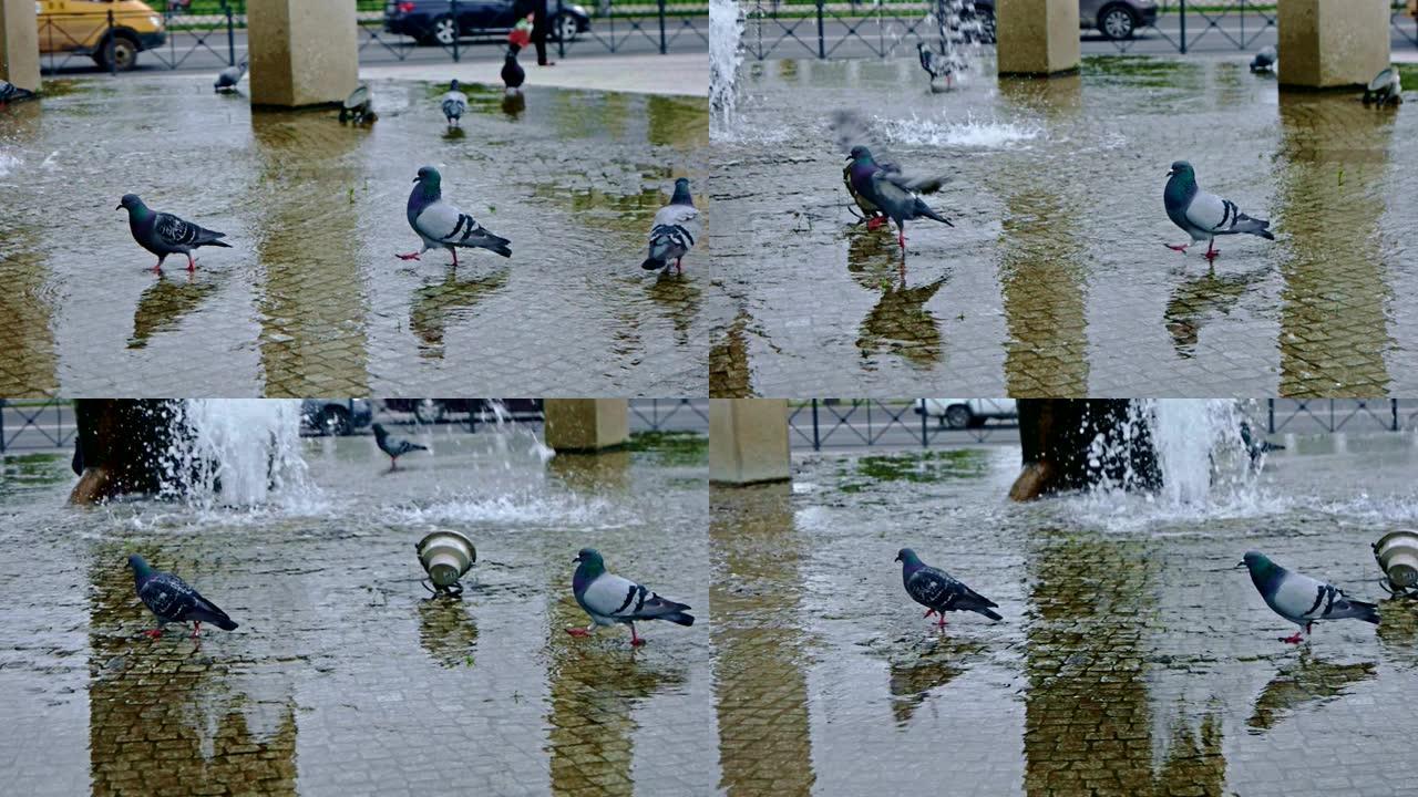 鸽子在喷泉的水上行走