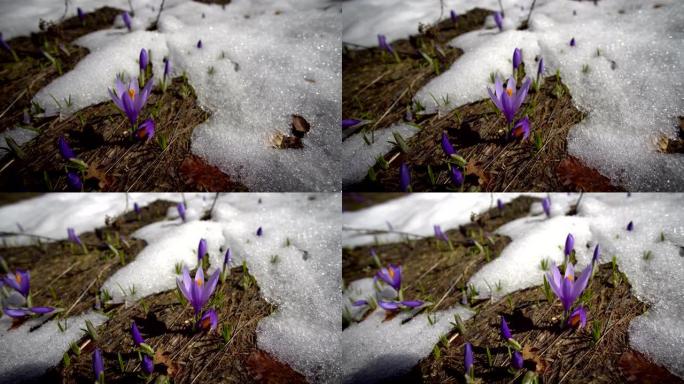 束蓝色藏红花番红花第一个春天的花朵在最后一场雪之间的特写