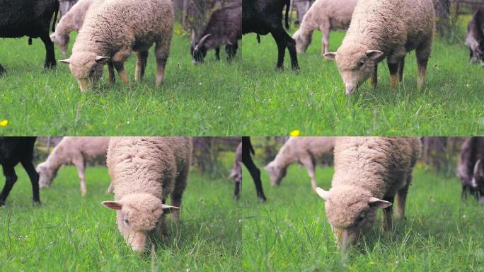 白羊在高地的草地上吃绿草。