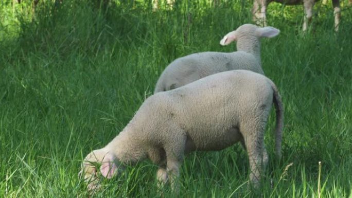 绵羊在草地上吃草羊吃草羊养殖