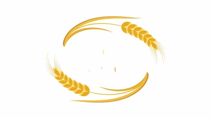 犹太节日的Shavuot，耳朵小麦框架
