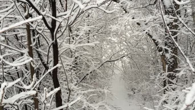 降雪。大片雪花慢慢落下。