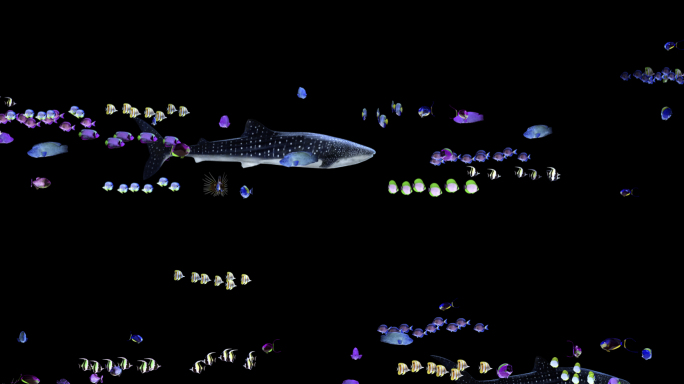 循环海底鱼群 带通道