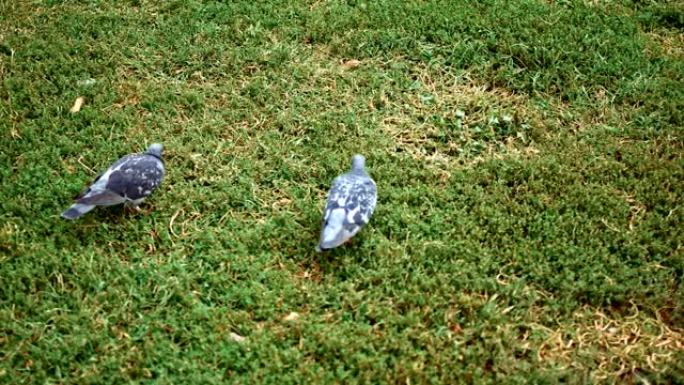 缓慢的城市鸽子在公园的草地上行走