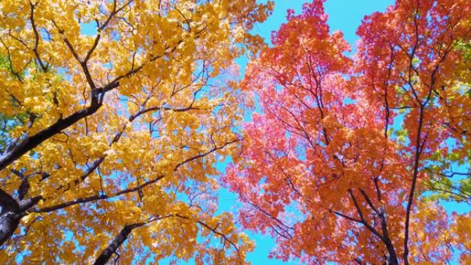 秋天枫树的垂直全景，带有不同颜色的叶子，红色，黄色，绿色，明亮的蓝天