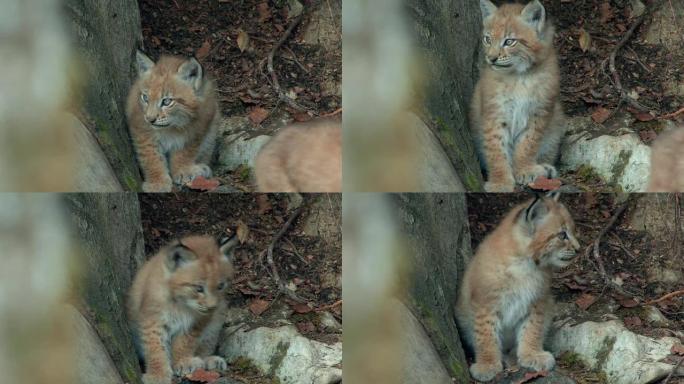 欧亚山猫幼崽在巢穴附近的森林中玩耍。耳朵上有长长的流苏。欧亚山猫居住在西伯利亚，中亚，东亚和南亚，北