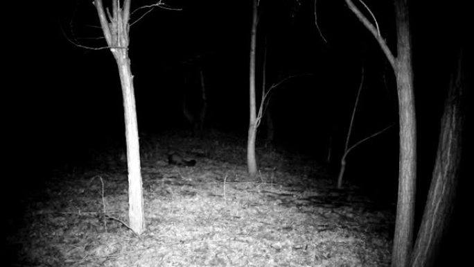 马丁 (Martes foina) 在夜晚闻到森林的地面。全高清视频