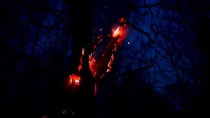 这棵树在森林大火中燃烧