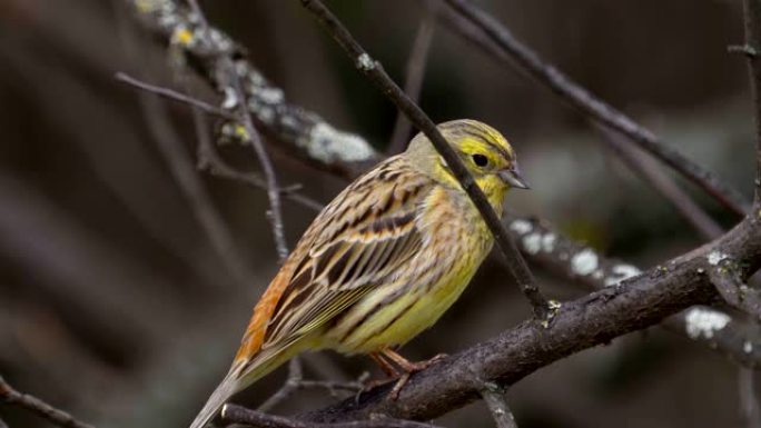 Bird - Yellowhammer ( Emberiza citrinella) 坐在灌木丛的树