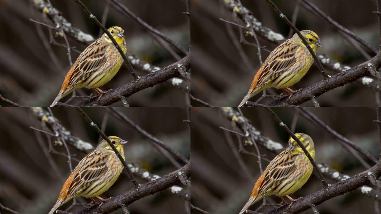 Bird - Yellowhammer ( Emberiza citrinella) 坐在灌木丛的树