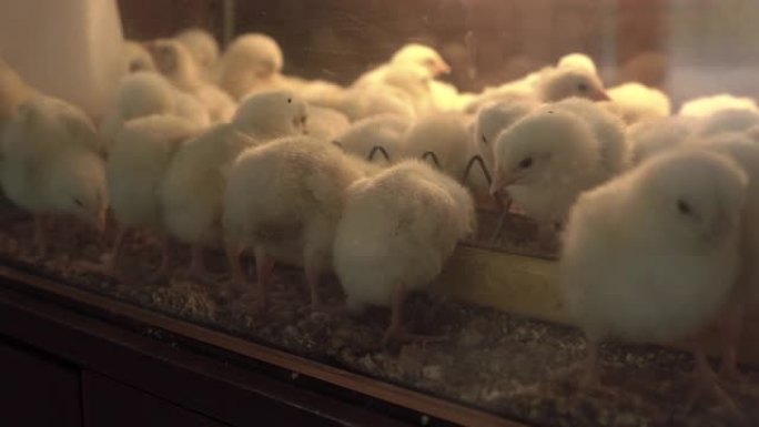 孵化器里有很多鸡