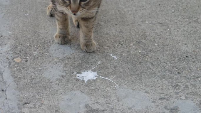 一只条纹猫嗅着街上的鸟粪