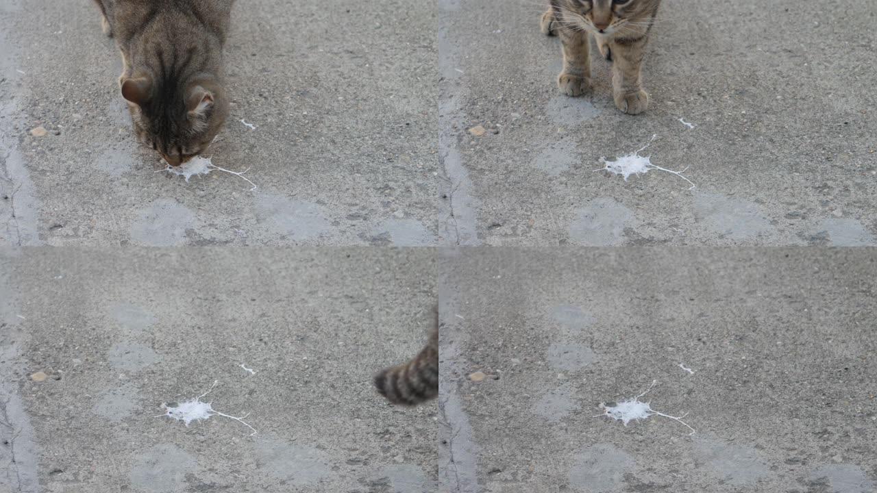 一只条纹猫嗅着街上的鸟粪