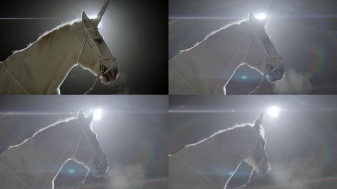 独角兽。黑暗中的白马。