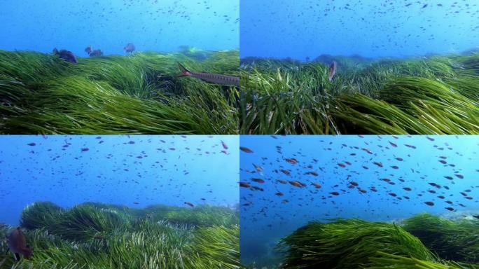 棕色的海鲈鱼在绿色的波西多尼亚海藻田里