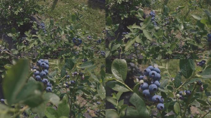 蓝莓作物