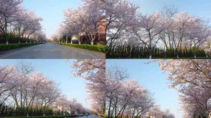 城市早晨开满樱花的街道花瓣雨飞扬