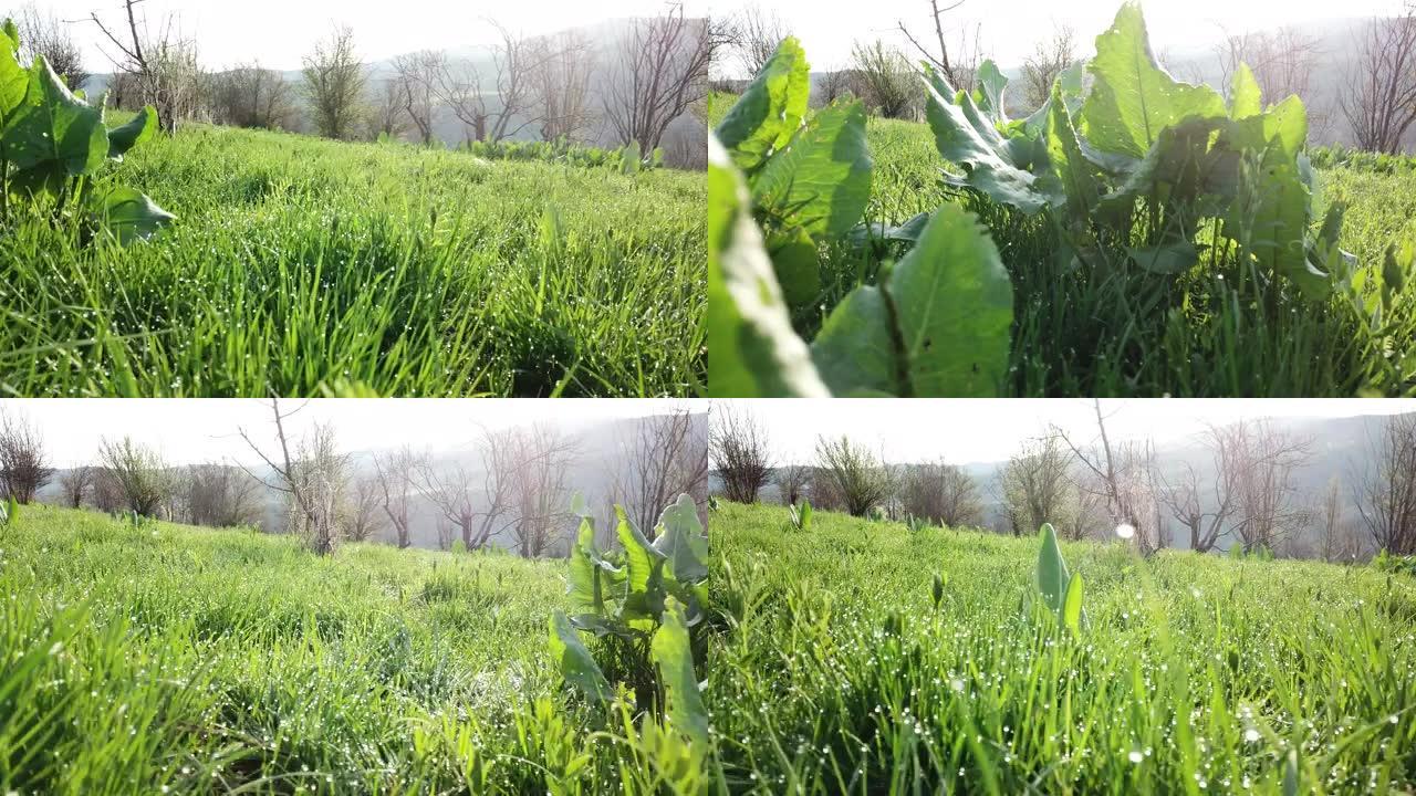 春天的绿草