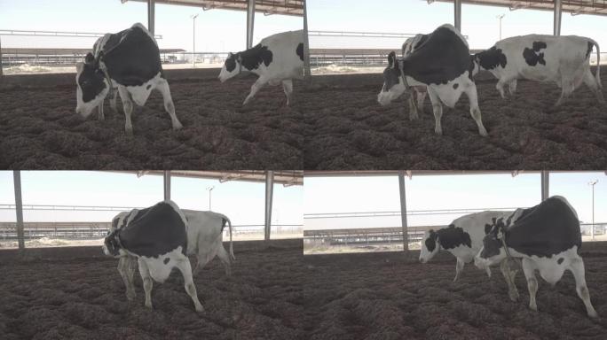 挤奶场农舍里的奶牛